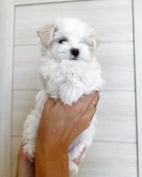 Maltese Puppies for sale in Evansville, IN, USA. price: NA