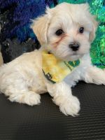 Maltese Puppies for sale in Fredericksburg, VA 22406, USA. price: NA