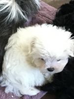 Maltese Puppies for sale in Alberta, VA, USA. price: NA