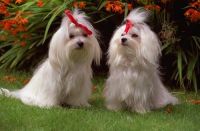 Maltese Puppies for sale in Austin, TX, USA. price: NA