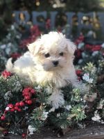 Maltese Puppies for sale in Baldwin Park, CA, USA. price: NA