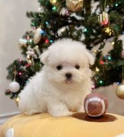 Maltese Puppies for sale in Hillstone Cir, Franconia Township, PA 18964, USA. price: NA