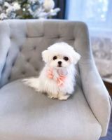 Maltese Puppies for sale in Maryland Ave, Dallas, TX 75216, USA. price: NA