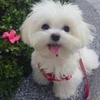 Maltese Puppies for sale in Maryland Dr, Irving, TX 75061, USA. price: NA