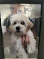 Maltese Puppies for sale in Aventura, FL, USA. price: NA