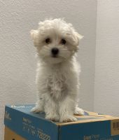 Maltese Puppies for sale in New Braunfels, TX, USA. price: NA