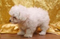 Maltese Puppies for sale in Birmingham, AL, USA. price: NA