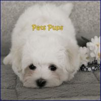 Maltese Puppies for sale in Bluefield, WV 24701, USA. price: NA