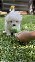 Maltese Puppies for sale in Toronto, OH 43964, USA. price: NA