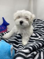 Maltese Puppies for sale in Denton, TX, USA. price: NA