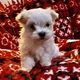 Maltese Puppies for sale in N Stemmons Fwy, Dallas, TX, USA. price: NA