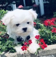 Maltese Puppies for sale in Queens, NY, USA. price: NA