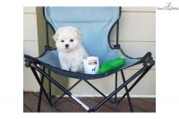 Maltese Puppies for sale in 20057 County Rd 698, Jenera, OH 45841, USA. price: NA