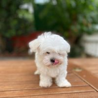 Maltese Puppies for sale in Toledo, OH, USA. price: NA