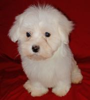 Maltese Puppies for sale in Fort Worth, TX, USA. price: NA