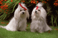 Maltese Puppies for sale in University Hospital Dr, Mobile, AL, USA. price: NA