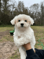 Maltese Puppies for sale in Ontario, CA, USA. price: NA