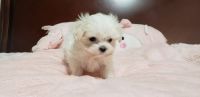 Maltese Puppies for sale in Michigan City, IN, USA. price: NA