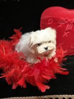 Maltese Puppies for sale in Pennsylvania Ave, Fort Worth, TX 76104, USA. price: NA
