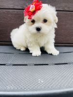 Maltese Puppies for sale in Kingston, OK 73439, USA. price: NA