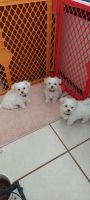 Maltese Puppies for sale in Tampa-St. Petersburg Metropolitan Area, FL, USA. price: NA