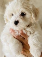 Maltese Puppies for sale in Prescott, AZ, USA. price: NA