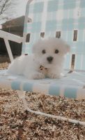 Maltese Puppies for sale in Denton, TX, USA. price: NA
