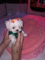 Maltese Puppies for sale in Broward County, FL, USA. price: NA