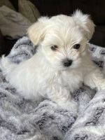 Maltese Puppies for sale in Ohio City, Cleveland, OH, USA. price: NA