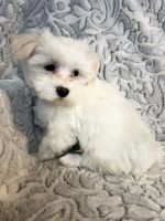 Maltese Puppies for sale in Kansas City, MO, USA. price: NA