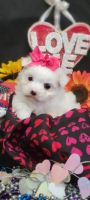 Maltese Puppies for sale in Mississippi County, AR, USA. price: NA