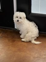 Maltese Puppies for sale in Lucedale, MS 39452, USA. price: NA
