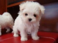 Maltese Puppies for sale in Arlington, TN, USA. price: NA