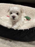 Maltese Puppies for sale in Le Roy, NY 14482, USA. price: NA