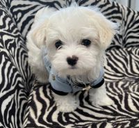Maltese Puppies for sale in Lancaster, TX, USA. price: NA
