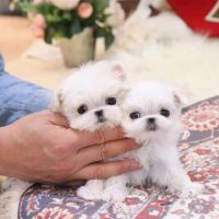 Maltese Puppies for sale in Brooklyn, NY 11214, USA. price: NA