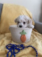 Maltese Puppies for sale in Jefferson, TX 75657, USA. price: NA