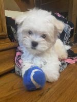 Maltese Puppies for sale in New Orleans, LA, USA. price: NA