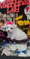 Maltese Puppies for sale in Cromwell, IN 46732, USA. price: NA