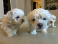 Maltese Puppies for sale in West Los Angeles, CA 90025, USA. price: NA
