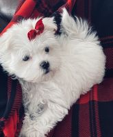 Maltese Puppies for sale in Umatilla, OR 97882, USA. price: NA