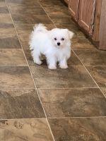 Maltese Puppies for sale in Mitchell, GA 30820, USA. price: NA