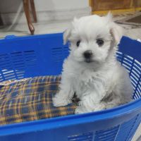 Maltese Puppies for sale in Bahadurguda, Hyderabad, Telangana, India. price: 80000 INR