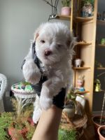 Maltese Puppies for sale in Shorewood, IL, USA. price: NA