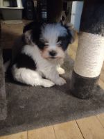 Maltese Puppies for sale in Marion, MI 49665, USA. price: NA