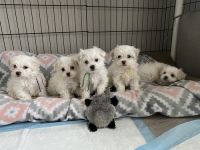 Maltese Puppies for sale in Troy, VA 22974, USA. price: NA