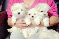 Maltese Puppies for sale in Arizona Ave, Santa Monica, CA, USA. price: NA