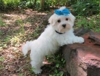 Maltese Puppies for sale in Alhambra, CA, USA. price: NA