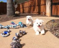 Maltese Puppies for sale in 28201 Northpark Dr, Santa Clarita, CA 91354, USA. price: NA