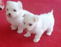 Maltese Puppies for sale in 28201 Northpark Dr, Santa Clarita, CA 91354, USA. price: NA